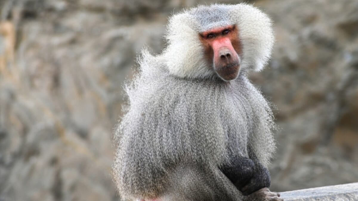 The 10 Largest Monkeys in the World 11 The 10 Largest Monkeys in the World - hamadryas baboon monkey ss2355755369