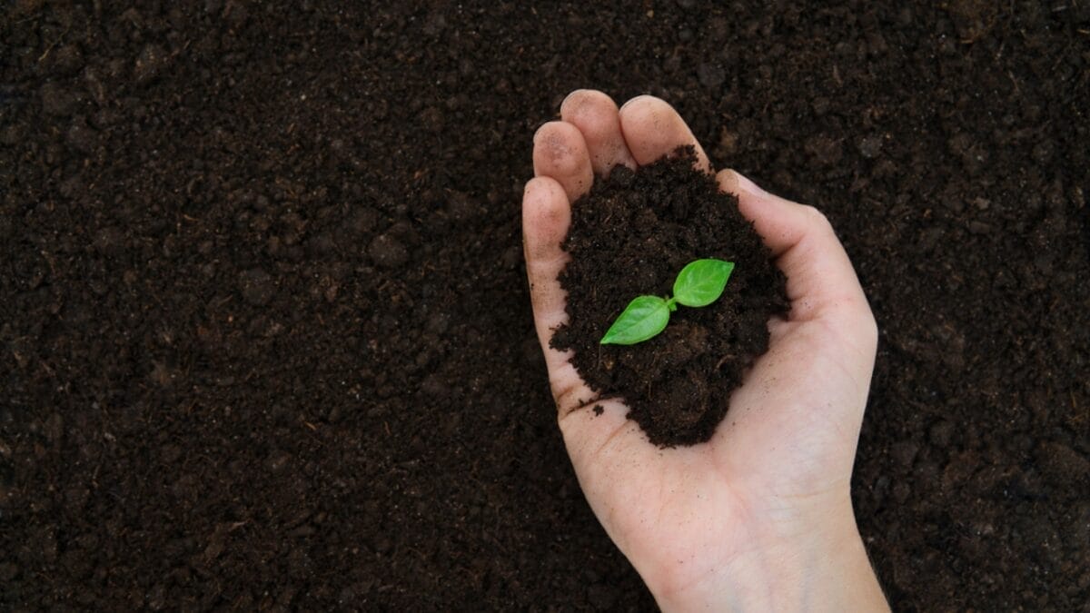 5 Reasons Why You Should Plant Twinleaf in Your Garden 9 5 Reasons Why You Should Plant Twinleaf in Your Garden - hand holding plant dp530691528