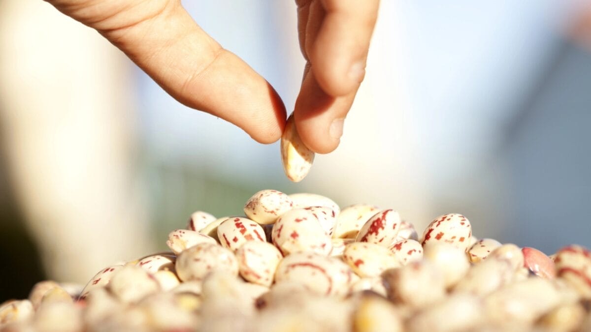 10 Effective Ways to Keep Grackles Away from Your Bird Feeders 9 10 Effective Ways to Keep Grackles Away from Your Bird Feeders - hand picking seeds dp8668333