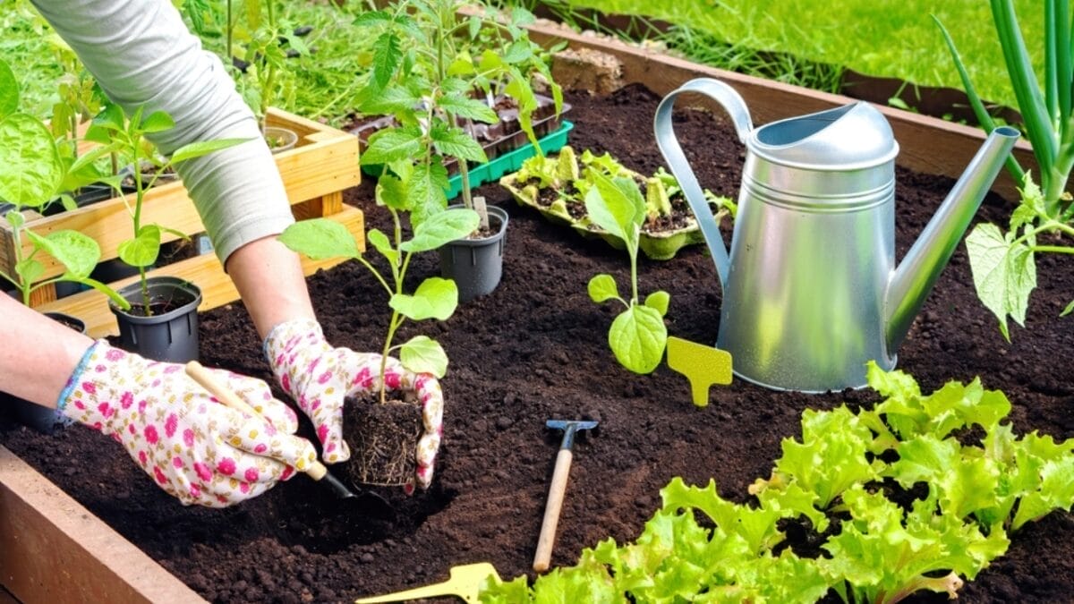 Bountiful Raised Garden Beds in 9 Easy Steps - hands planting raised garden bed ss2124475394