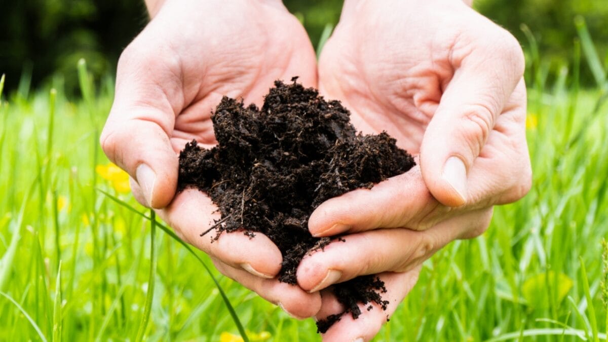 10 Tips for Perfectly Growing Hydrangeas - hands with soil dp524712338