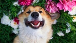 Descartes Was Wrong: 9 Signs Your Dog Can Feel Happiness 1 Descartes Was Wrong: 9 Signs Your Dog Can Feel Happiness - happy dog ss1422741086