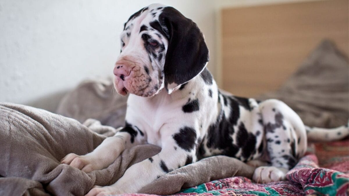 15 Dog Breeds With Coats That Are Living Works of Art 5 15 Dog Breeds With Coats That Are Living Works of Art - harlequin great dane ss1665866458