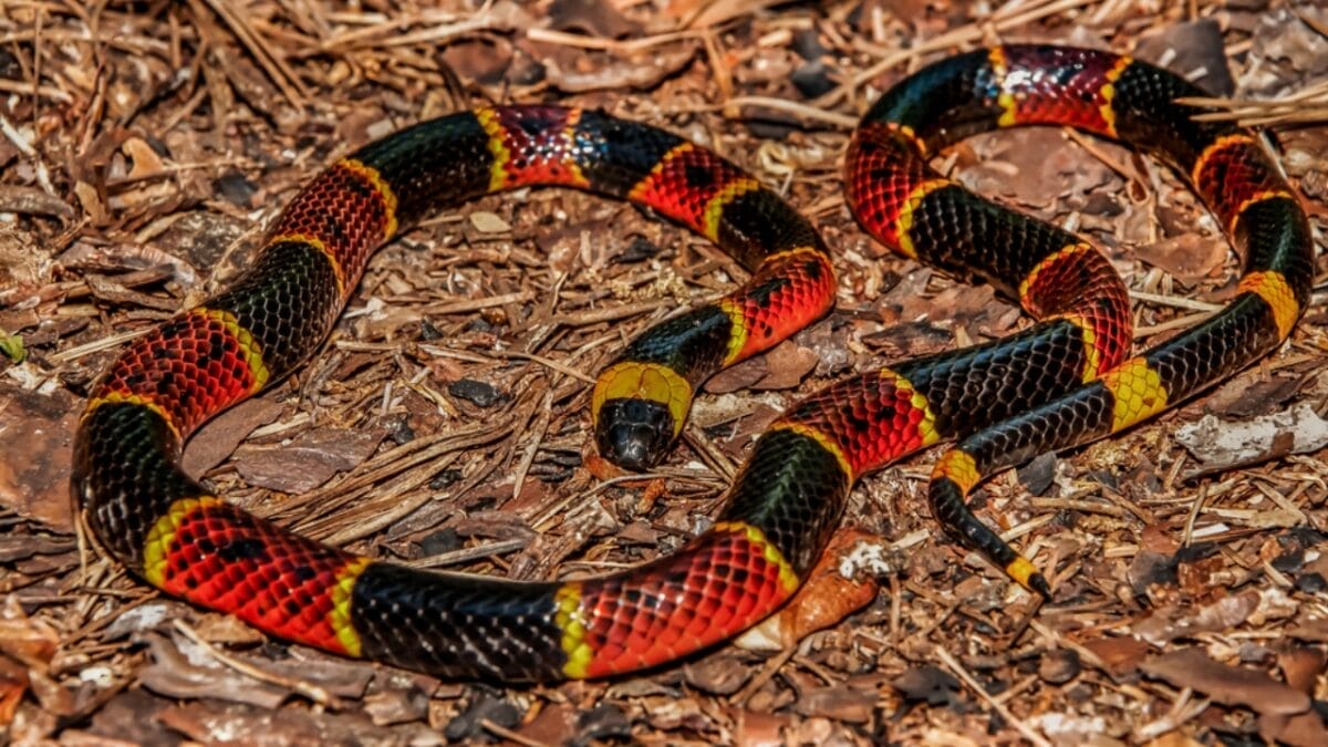 20 of the Most Colorful Snakes You'll Ever See 16 20 of the Most Colorful Snakes You'll Ever See - harlequin snake ss1380479060