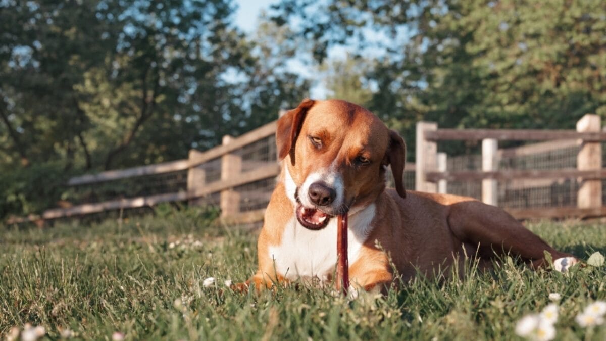 10 Enjoyable Ways Harrier Dogs Can Help You Stay Active & Fit 11 10 Enjoyable Ways Harrier Dogs Can Help You Stay Active & Fit - harrier dog chewing ss2346111791