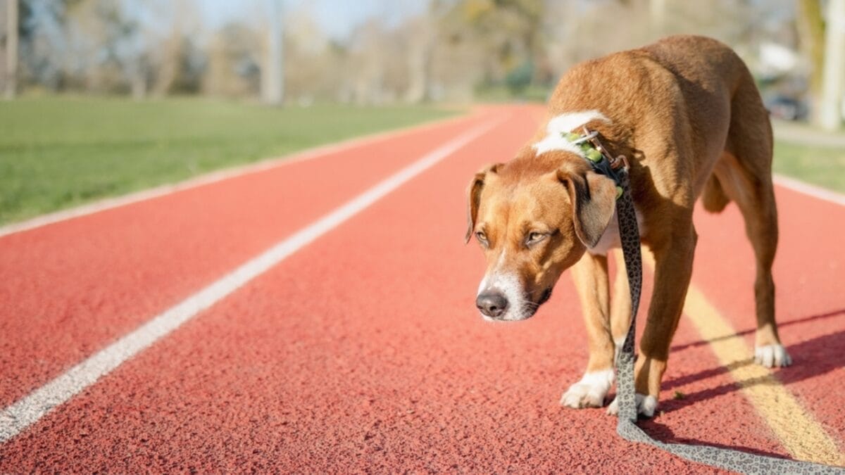 10 Enjoyable Ways Harrier Dogs Can Help You Stay Active & Fit 6 10 Enjoyable Ways Harrier Dogs Can Help You Stay Active & Fit - harrier dog in oval ss2431783777