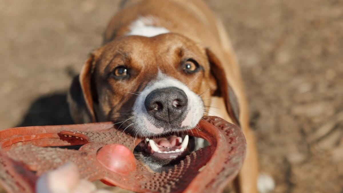 10 Enjoyable Ways Harrier Dogs Can Help You Stay Active & Fit 4 10 Enjoyable Ways Harrier Dogs Can Help You Stay Active & Fit - harrier dog playing frisbee ss2298884479