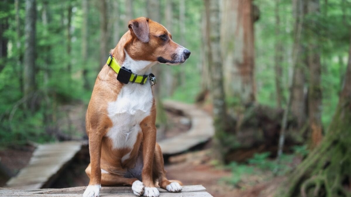 Paws on Trails: 7 Tips for Hiking with Your Dog 8 Paws on Trails: 7 Tips for Hiking with Your Dog - harrier dog sitting forest side ss2318188045