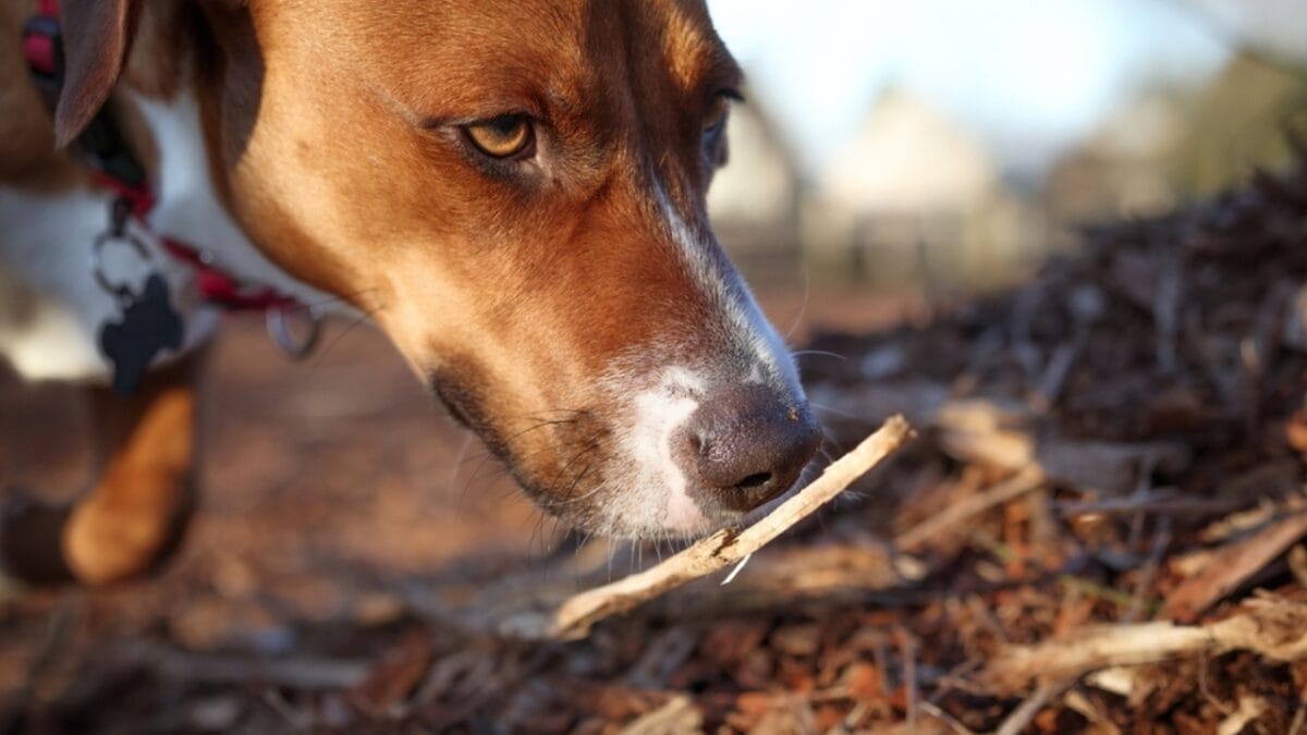 35 Fun Ways to Keep Your Dog Entertained Indoors - harrier dog sniffing ss2263787585