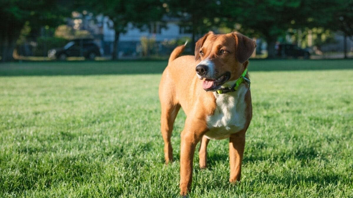 10 Enjoyable Ways Harrier Dogs Can Help You Stay Active & Fit - harrier dog standing grass ss2315655757