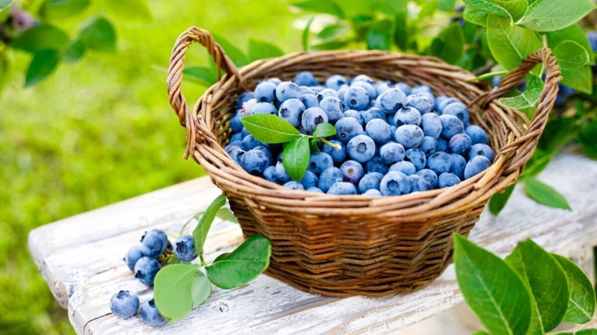 8 Easy Steps to Growing Blueberries in Your Garden 9 8 Easy Steps to Growing Blueberries in Your Garden - harvesting blueberry dp394834382