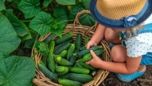 6 Simple Secrets to Growing Your Best Cucumbers Ever This Year 1 6 Simple Secrets to Growing Your Best Cucumbers Ever This Year - harvesting cucumber ss2329238607