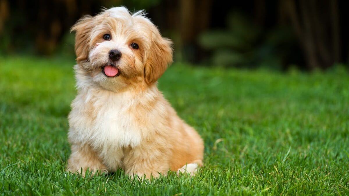 Love Yorkies? Meet 13 Breeds With Similar Charm & Smarts - havanese dog ss224595163