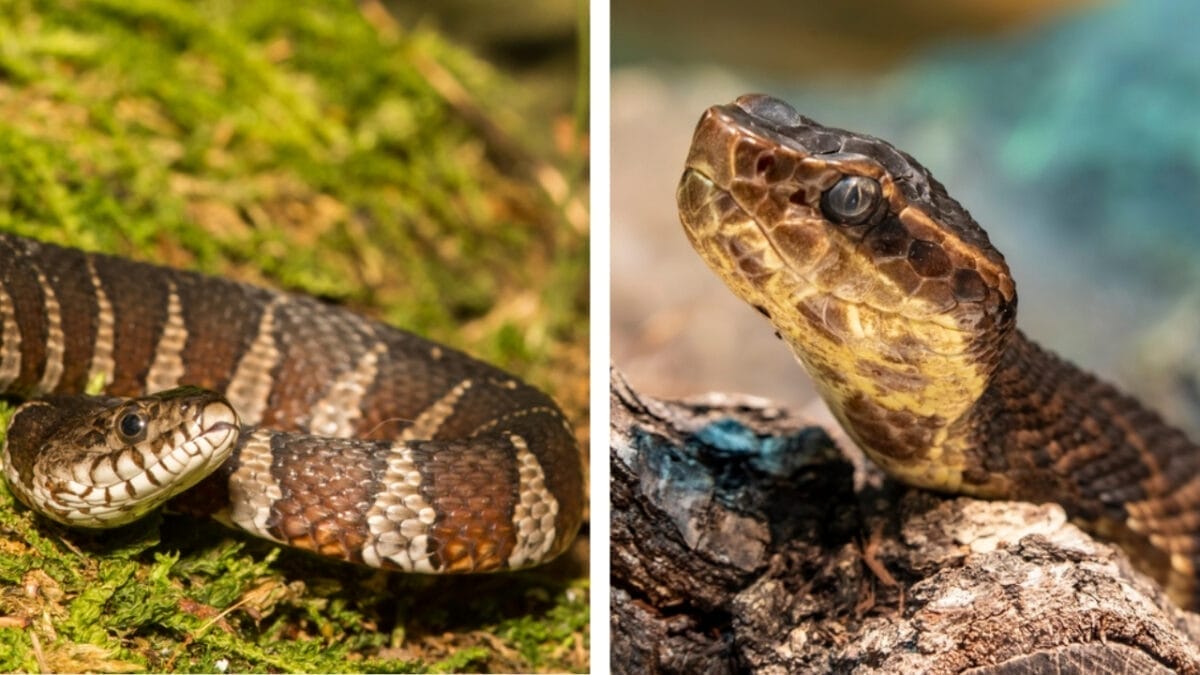 7 Simple Ways to Distinguish Watersnakes from Cottonmouths 3 7 Simple Ways to Distinguish Watersnakes from Cottonmouths - head shape of watersnake and cottonmouth ss309747392 2261066529