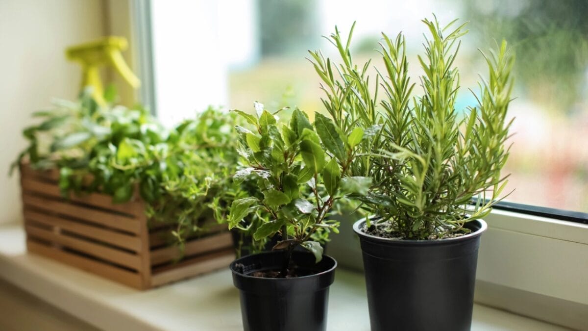 20 Best Vegetables for High-Yield Container Gardening 18 20 Best Vegetables for High-Yield Container Gardening - herbs dp218744498