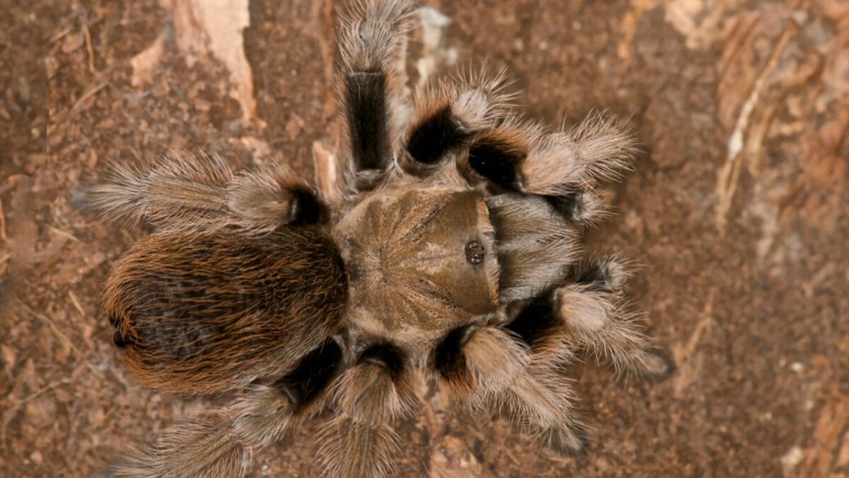 12 Colossal Spiders that Actually Exist in Real Life 10 12 Colossal Spiders that Actually Exist in Real Life - hercules baboon spider dp9184727