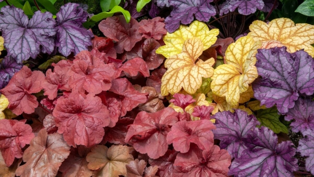 15 Perennial Plants to Make Your Garden Shine Year After Year 15 15 Perennial Plants to Make Your Garden Shine Year After Year - heuchera ss2194899489