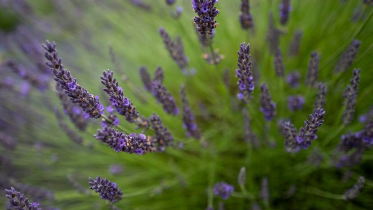 12 Soul-Soothing Lavender Varieties For Your Garden 12 12 Soul-Soothing Lavender Varieties For Your Garden - hidcote lavender flowers dp397636176
