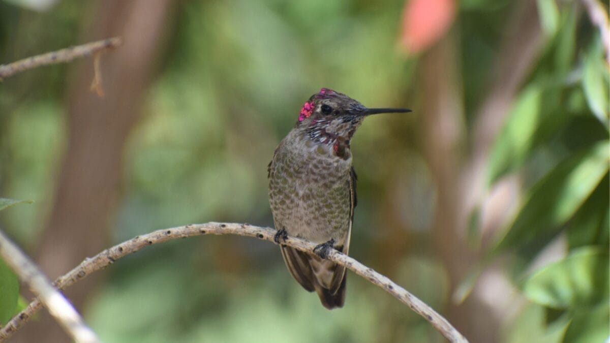 The Secret Lives of Hummingbirds: 8 Interesting Facts Most People Don't Know 9 The Secret Lives of Hummingbirds: 8 Interesting Facts Most People Don't Know - history ss1832938213