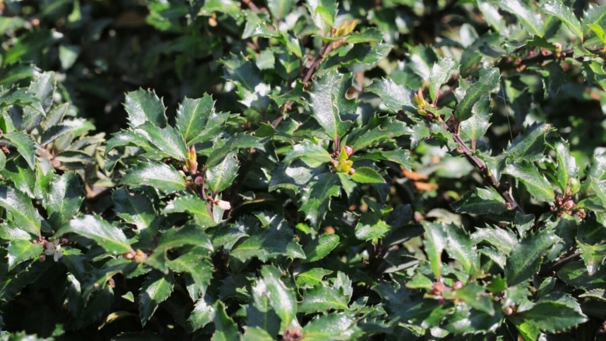 10 Plants That Will Attract Bluebirds to Your Yard 6 10 Plants That Will Attract Bluebirds to Your Yard - holly plant ss2034637844