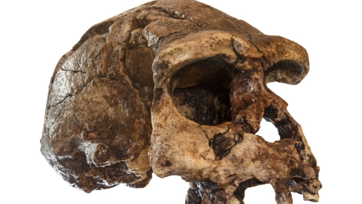 10 of the Oldest Human Fossils Ever Found - homo erectus ss725851060