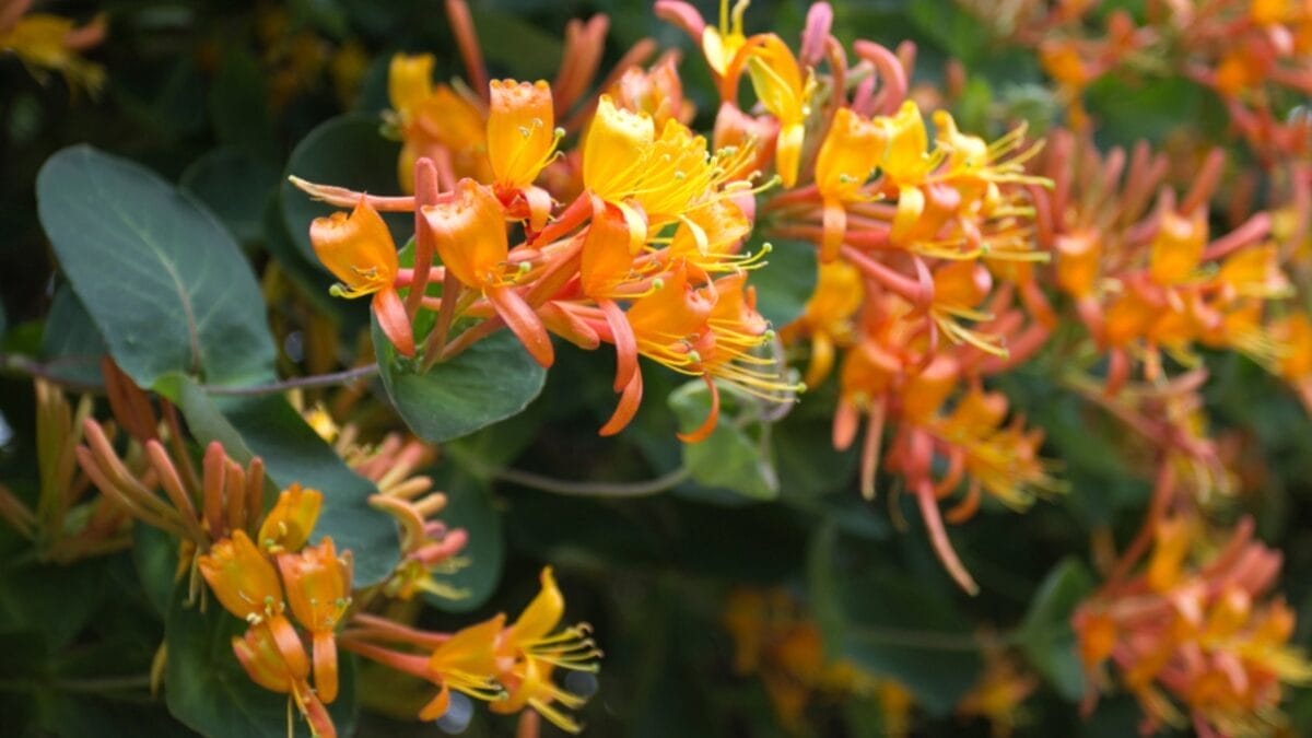 14 Native Plants: Transform Your Garden into a Hummingbird Haven 15 14 Native Plants: Transform Your Garden into a Hummingbird Haven - honey suckle ss1337747069