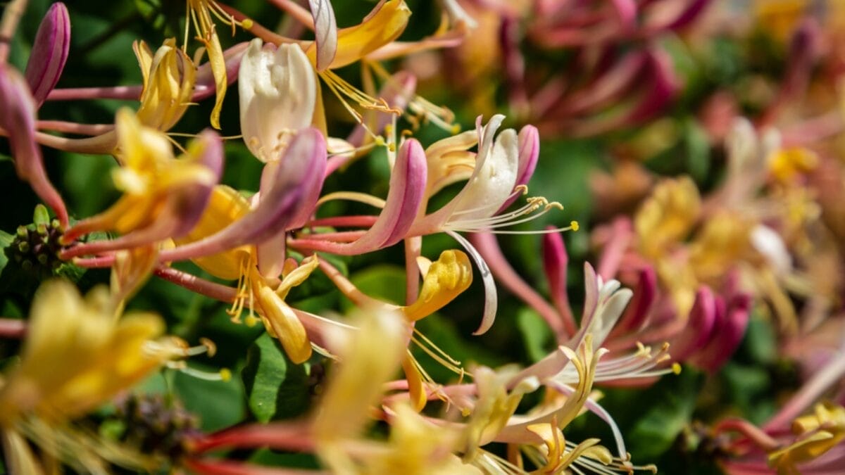 20 Best Vines for Containers That Are Easy to Grow 9 20 Best Vines for Containers That Are Easy to Grow - honeysuckle flower dp658478636