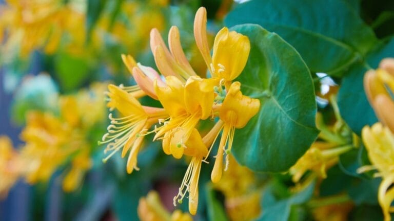 Add Bold Color & Sweet Scents to Your Garden, Effortlessly - honeysuckle ss1417291202