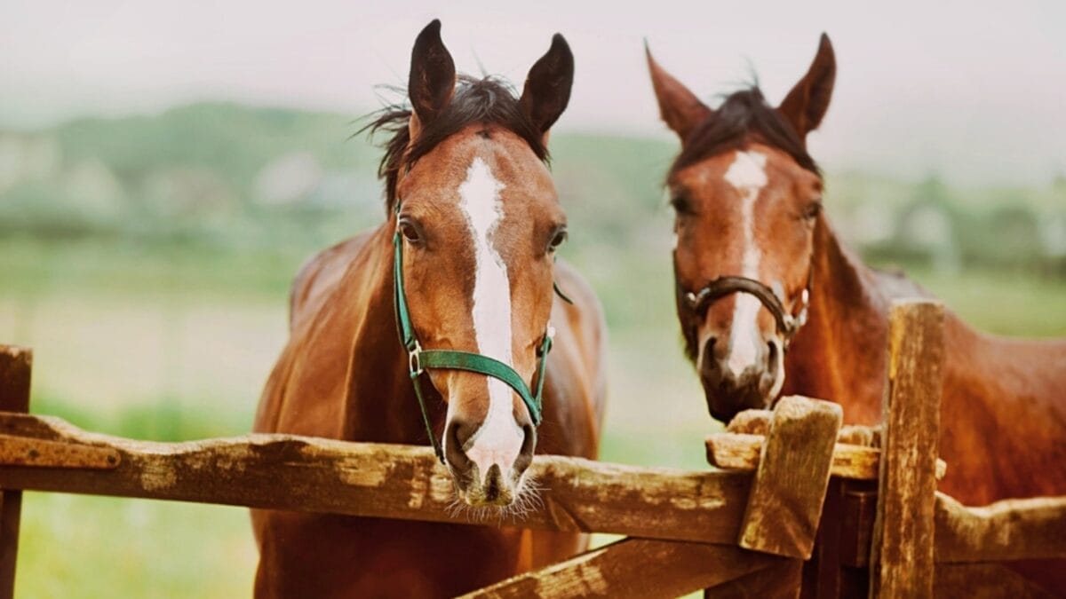 Killing Large Non-Native Herbivores: A Conservation Mistake? - horse ss2247686493