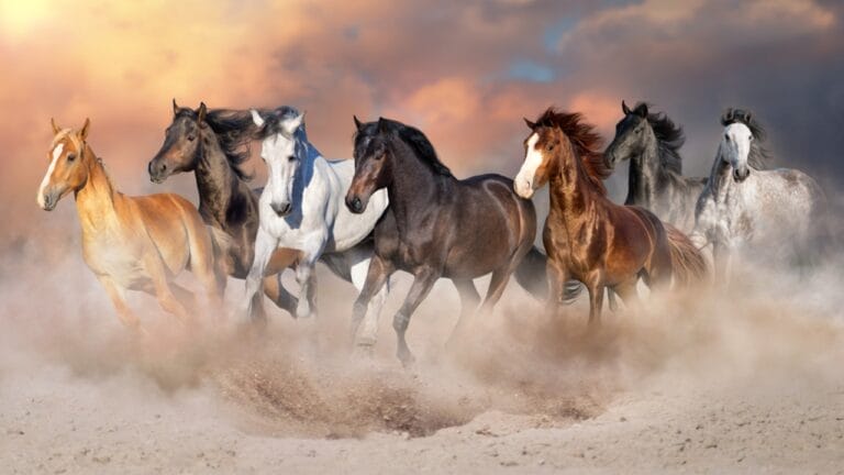 A Closer Look at Horse Colors: From Uncommon Shades to Everyday Favorites - horses running dp237404410