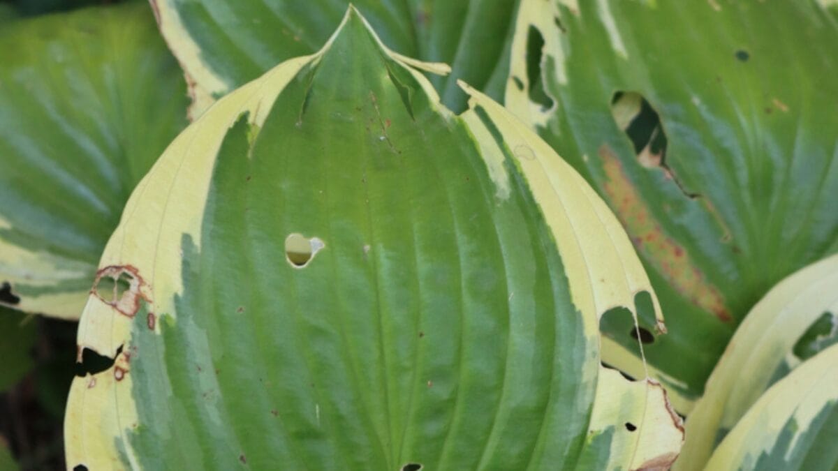 7 Common Mistakes to Avoid When Growing Hostas 9 7 Common Mistakes to Avoid When Growing Hostas - hosta virus dp599701340