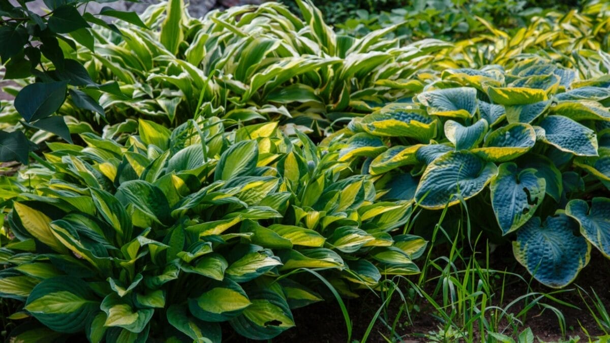 Top 10 Gardening Mistakes Beginners Must Avoid - hostas crowded plants dp391915024