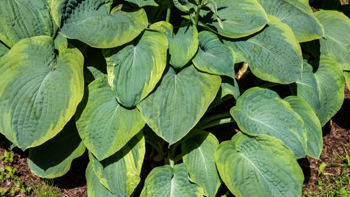 7 Common Mistakes to Avoid When Growing Hostas 3 7 Common Mistakes to Avoid When Growing Hostas - hostas in sunlight dp588092130