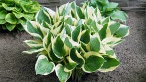 7 Common Mistakes to Avoid When Growing Hostas 1 7 Common Mistakes to Avoid When Growing Hostas - hostas plant dp449389698