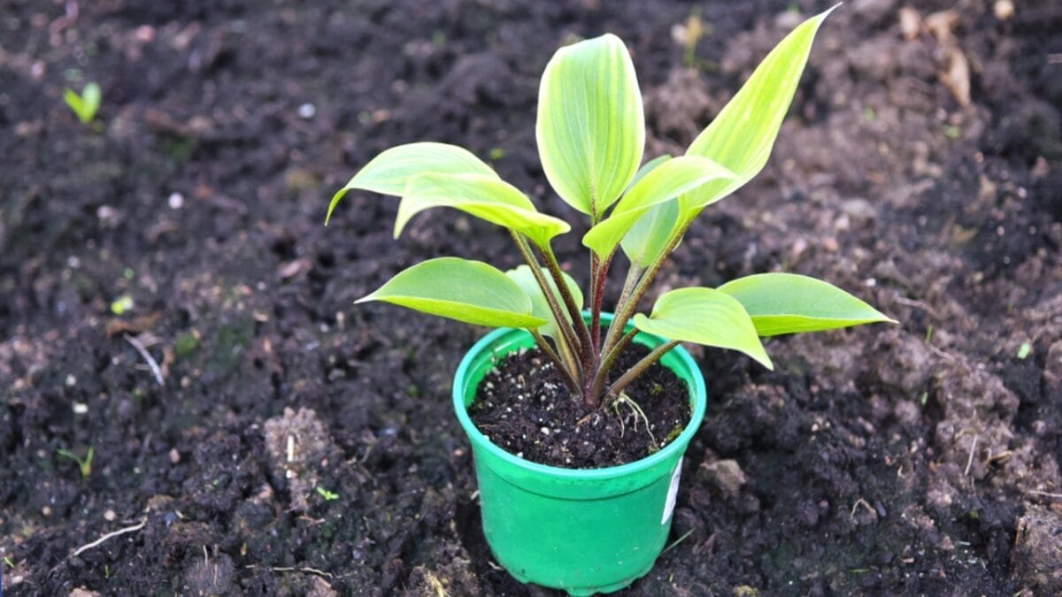 10 Stunning Container Plants Perfect for Shade 5 10 Stunning Container Plants Perfect for Shade - hostas soil dp408716134