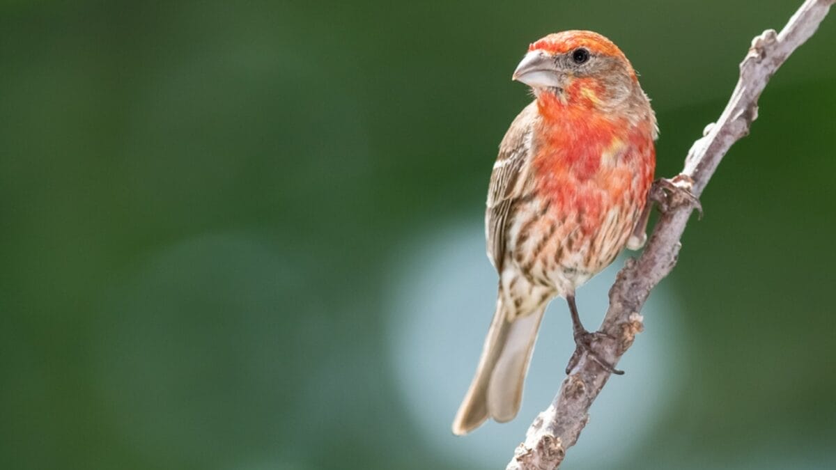 Wings of Wisdom: 12 Common Birds & Their Symbolism 14 Wings of Wisdom: 12 Common Birds & Their Symbolism - house finch bird dp437037334