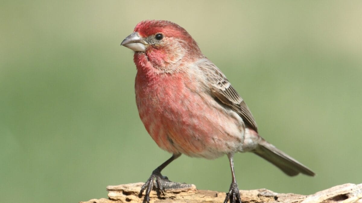 9 Birds You Don’t Want to See in Your Yard 9 9 Birds You Don’t Want to See in Your Yard - house finch bird on branch dp104159766