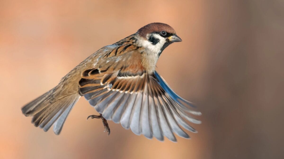 9 Birds You Don’t Want to See in Your Yard 3 9 Birds You Don’t Want to See in Your Yard - house sparrow bird flying dp199457426