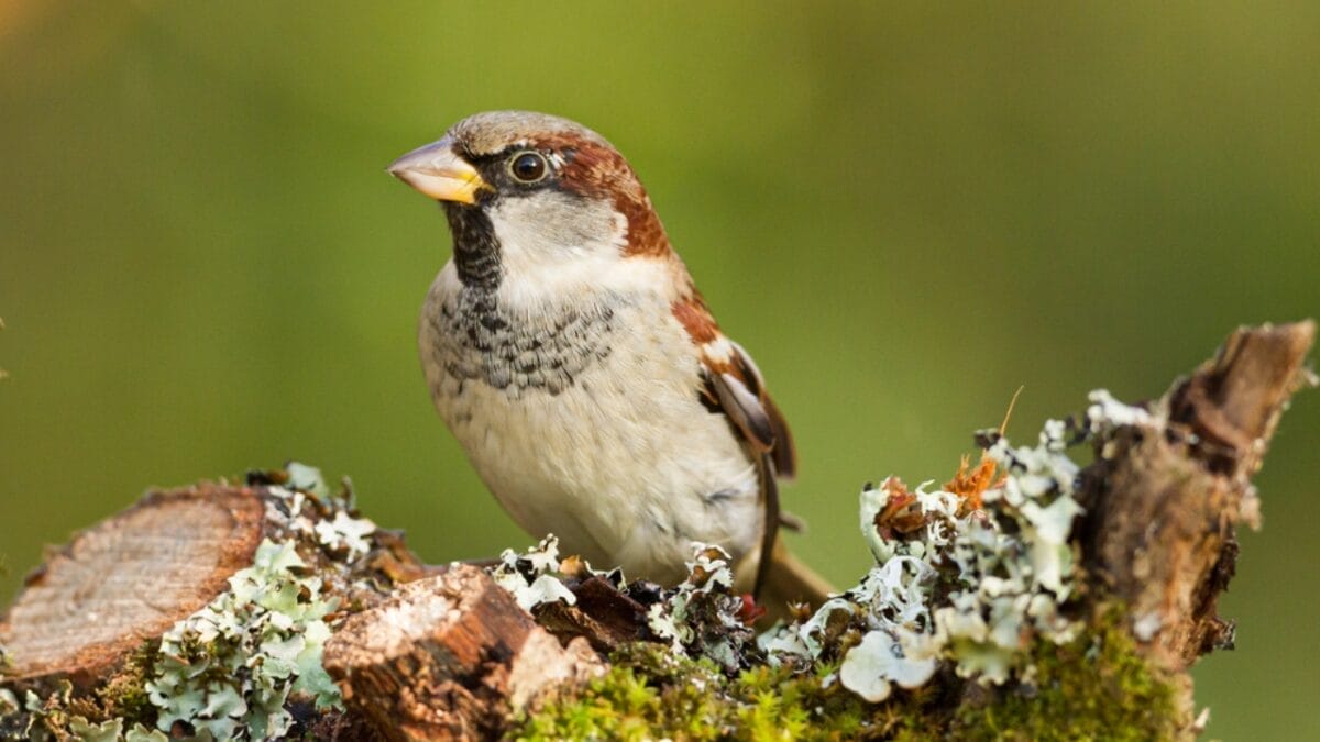 10 Common Birds You See in Your Yard & What They Symbolize - house sparrow ss1713630676
