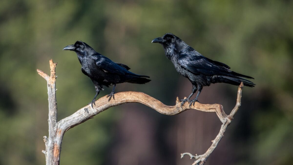 25 Legendary Animals of Norse Mythology - huginn and muninn ss710203426