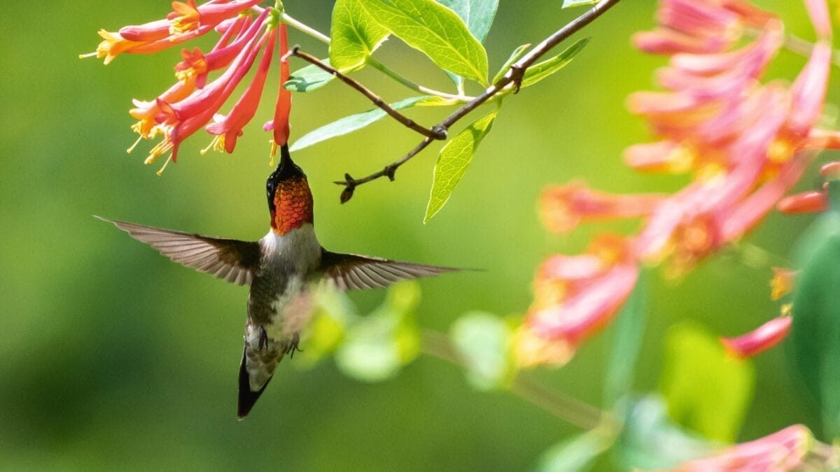 12 Proven Tips to Attract Hummingbirds to Your Garden 8 12 Proven Tips to Attract Hummingbirds to Your Garden - humming bird feeding on a coral honeysuckle ss1401628652