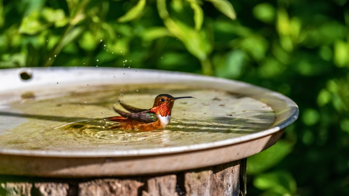 10 Ways to Attract Bluebirds to Your Yard - humming bird in a bird bath ss2280447131