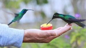 12 Proven Tips to Attract Hummingbirds to Your Garden 1 12 Proven Tips to Attract Hummingbirds to Your Garden - humming birds feeding on a mans hand ss2449868887