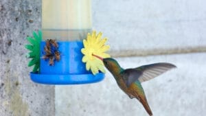 7 Solutions for Keeping Bees Off Hummingbird Feeders 1 7 Solutions for Keeping Bees Off Hummingbird Feeders - hummingbird and bee ss2243653555