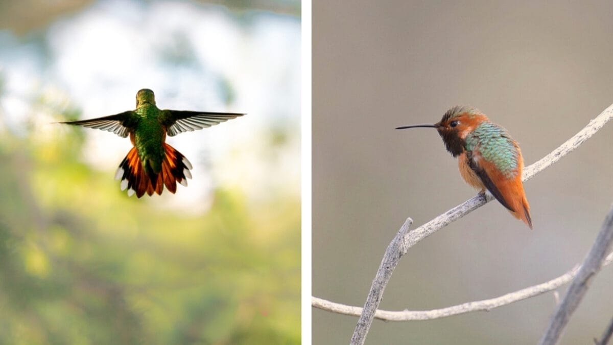 Rufous vs. Allen Hummingbird: 7 Key Differences to Help You Tell Them Apart 4 Rufous vs. Allen Hummingbird: 7 Key Differences to Help You Tell Them Apart - hummingbird back coloring ss1507060862 1889004922