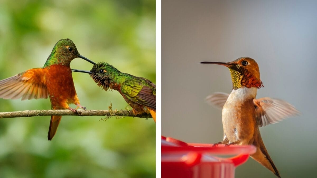 Rufous vs. Allen Hummingbird: 7 Key Differences to Help You Tell Them Apart 7 Rufous vs. Allen Hummingbird: 7 Key Differences to Help You Tell Them Apart - hummingbird behavior and aggressiveness ss2226860623 2323682441