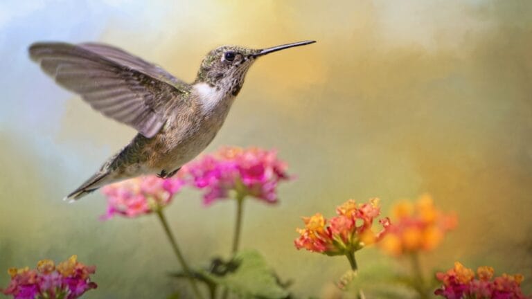 Delight Hummingbirds With 10 Nectar-Rich Colorful Flowers 10 Delight Hummingbirds With 10 Nectar-Rich Colorful Flowers - hummingbird colorful ss325973507