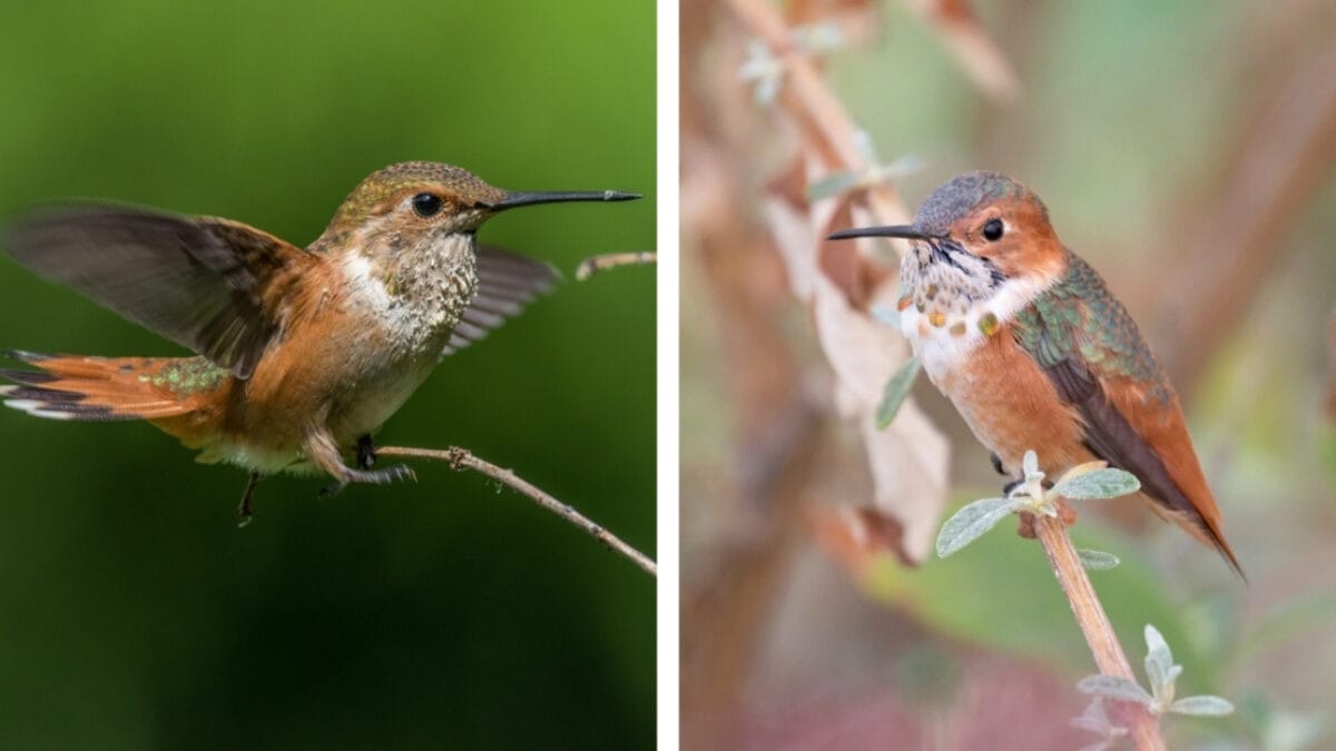 Rufous vs. Allen Hummingbird: 7 Key Differences to Help You Tell Them Apart 8 Rufous vs. Allen Hummingbird: 7 Key Differences to Help You Tell Them Apart - hummingbird conservation status ss1564843369 1239349150