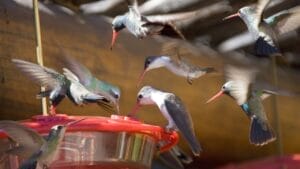 U.S. States: 5 Tips for When to Put Out Hummingbird Feeders 1 U.S. States: 5 Tips for When to Put Out Hummingbird Feeders - hummingbird drama ss1572528874
