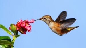 Chocolatey-Smelling Garden Flower that's a Hummingbird’s Delight 1 Chocolatey-Smelling Garden Flower that's a Hummingbird’s Delight - hummingbird eating flower dp13182642